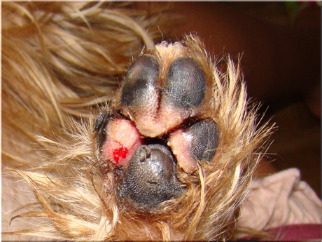 otarcia i skaleczenia łap