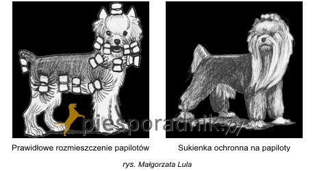 zakładanie papilotów u psa