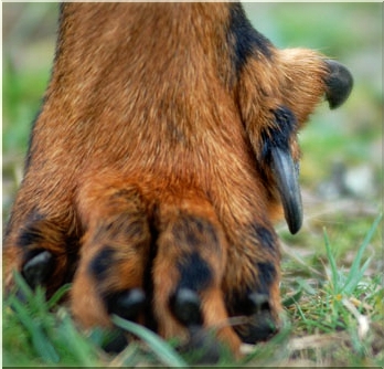 obcinanie pazurów u psa