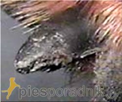 obcinanie pazurów u psa