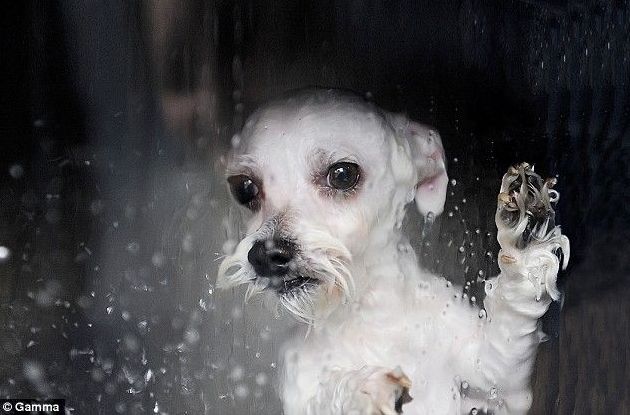 kąpiel psa w pralce