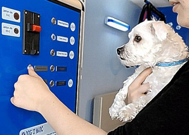 kąpiel psa w pralce