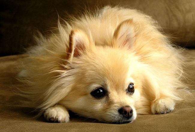 pielęgnacja psa zimą