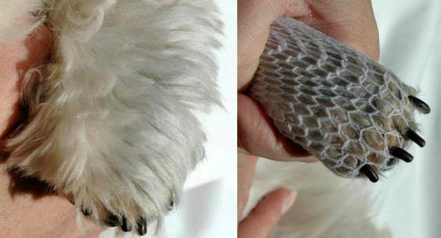 obcinanie pazurów u psa