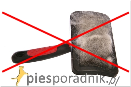 szczotkowanie psa