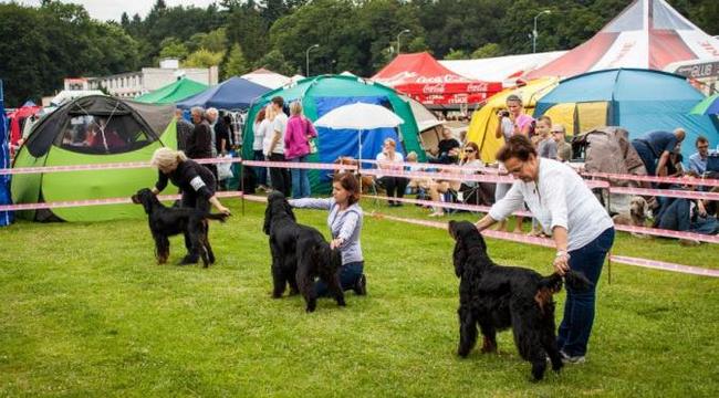 wystawa psów rasowych