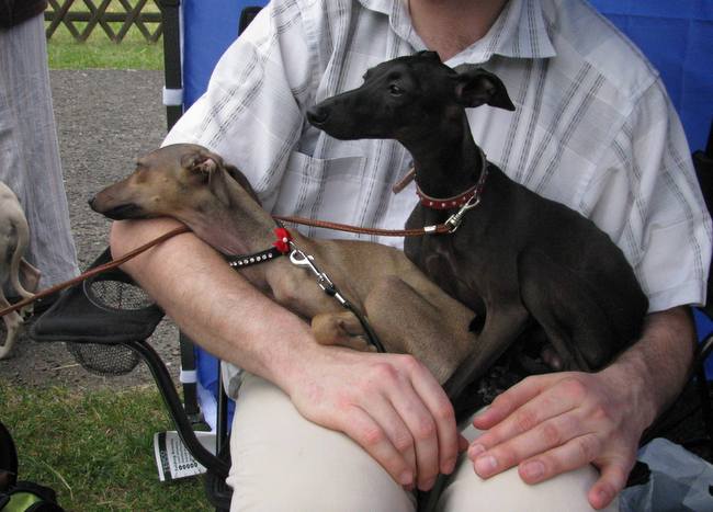 wystawa psów rasowych