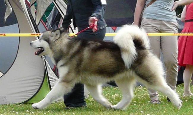 wystawa psów rasowych