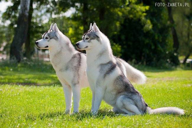 wystawa psów rasowych