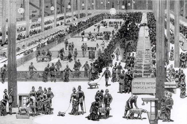 wystawa psów rasowych