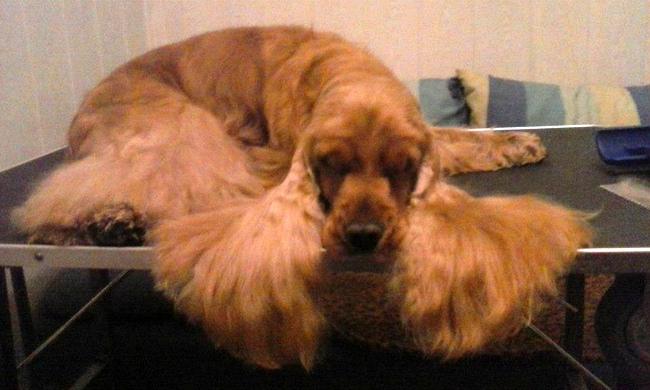 wystawa psów rasowych