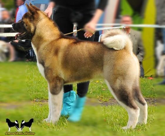 wystawa psów rasowych