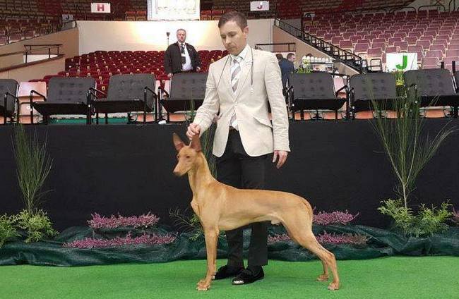 wystawa psów ekwipunek