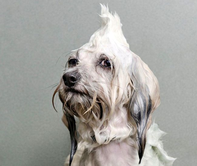 Dobór ksmetyków do rodzaju sierści