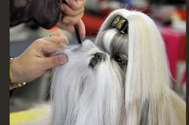 wystawa psów rasowych