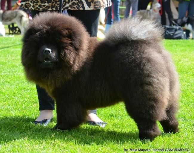 wystawa psów rasowych