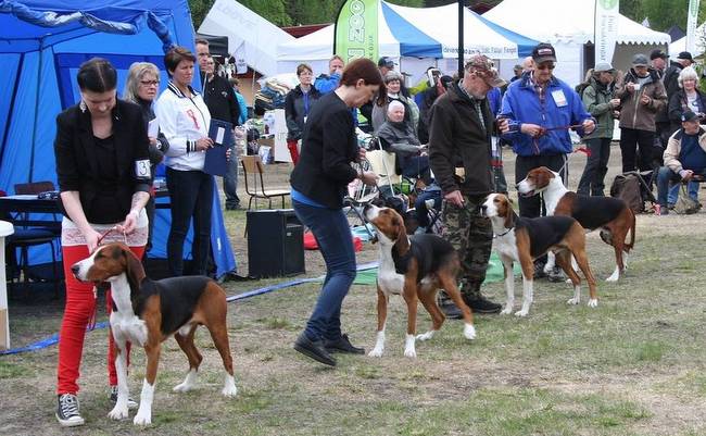 wystawa psów rasowych