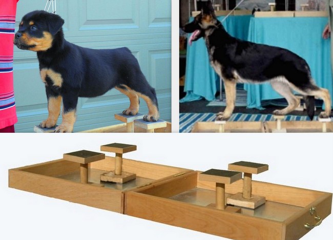 wystawa psów rasowych