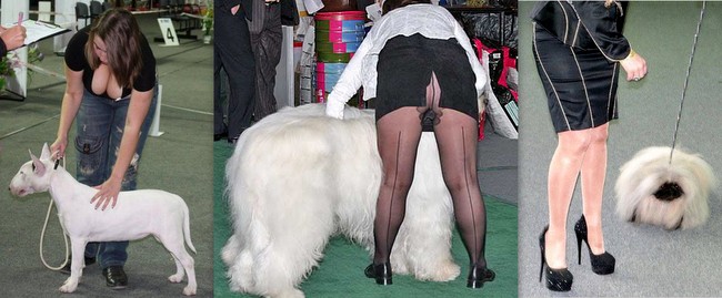 wystawa psów ekwipunek