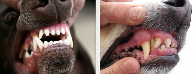 wystawa psów rasowych