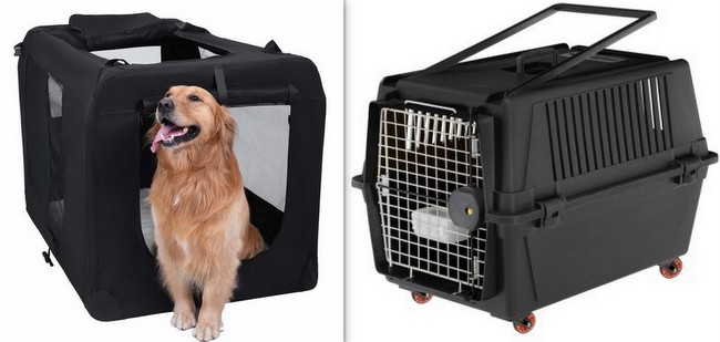 wystawa - psów ekwipunek