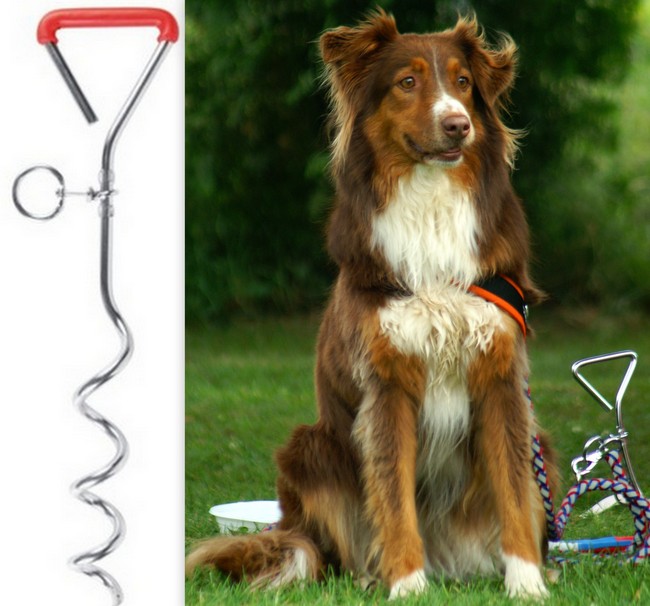 wystawa - psów ekwipunek