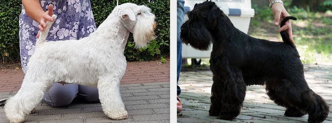 wystawa psów rasowych