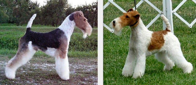 wystawy psów rasowych