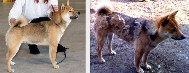 wystawa psów rasowych