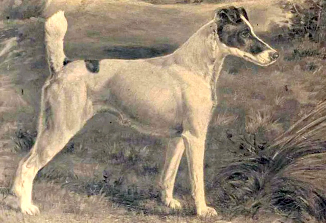 wystawa psów rasowych