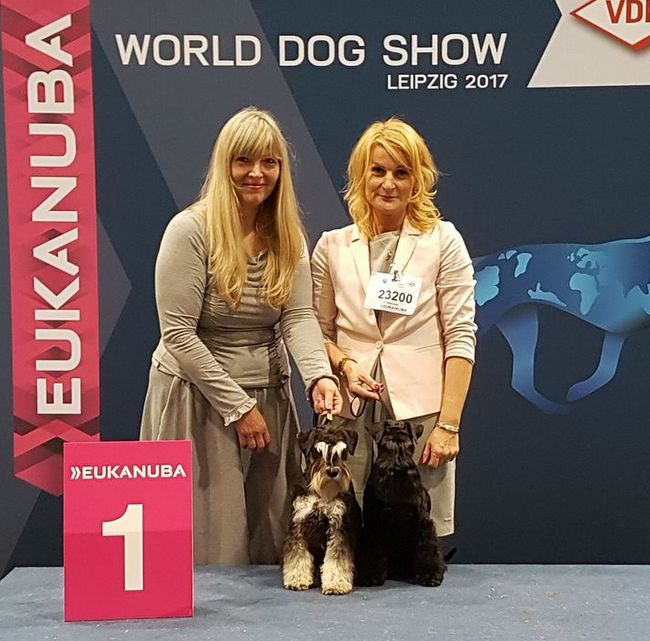 wystawa psów rasowych