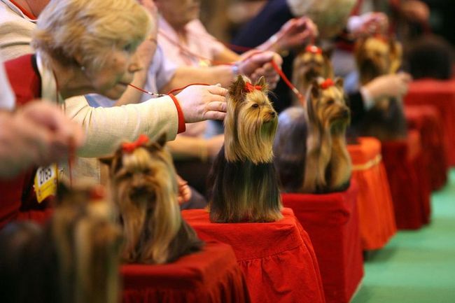 wystawa psów rasowych