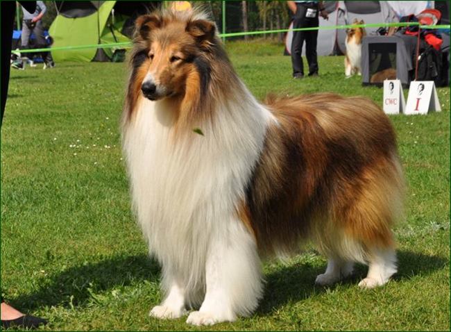 wystawa psów rasowych