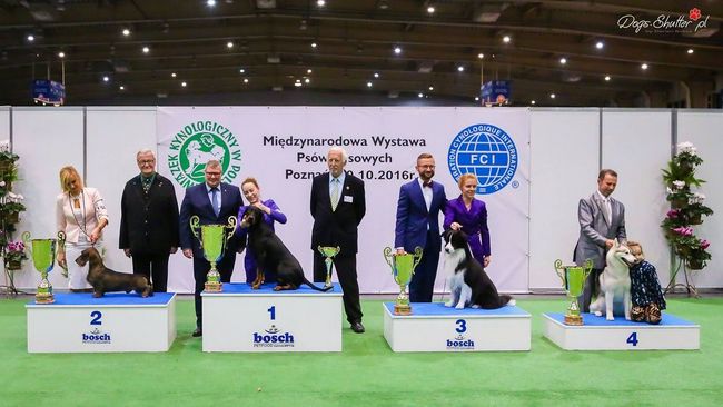 wystawa psów rasowych