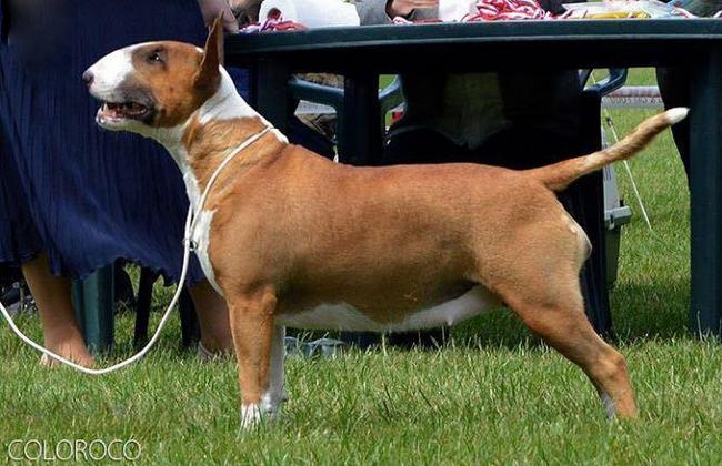 wystawa psów rasowych