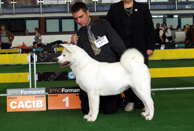 wystawa psów rasowych