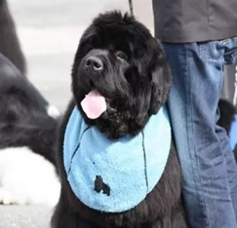 wystawa psów ekwipunek