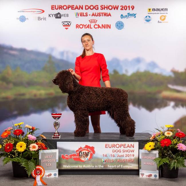 wystawa psów rasowych