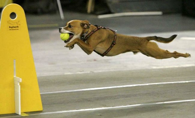 flyball