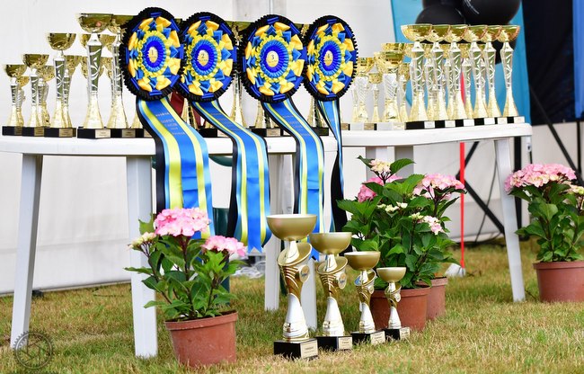 wystawa psów rasowych