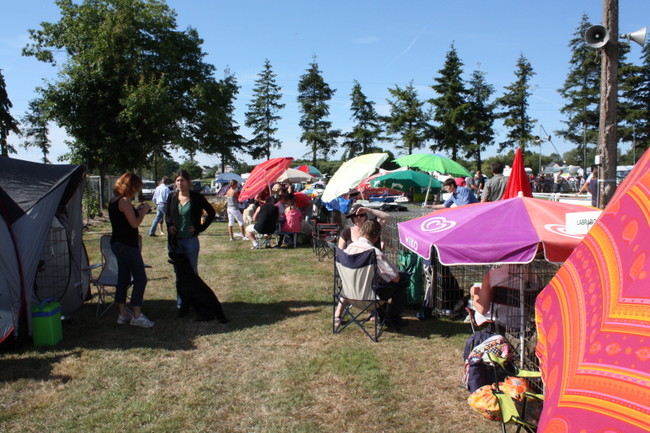 wystawa psów rasowych