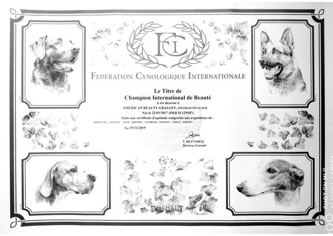 wystawa psów rasowych