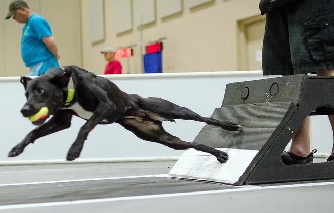 flyball