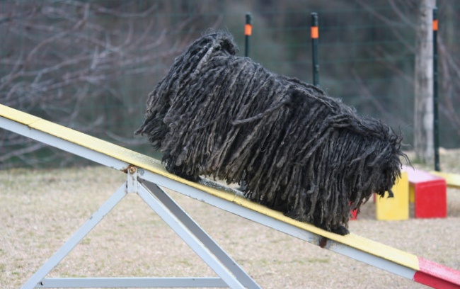 puli agility