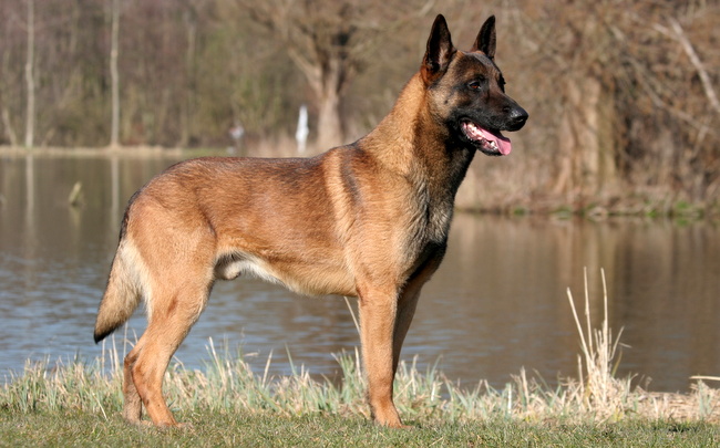 malinois charakterystyka i pielęgnacja