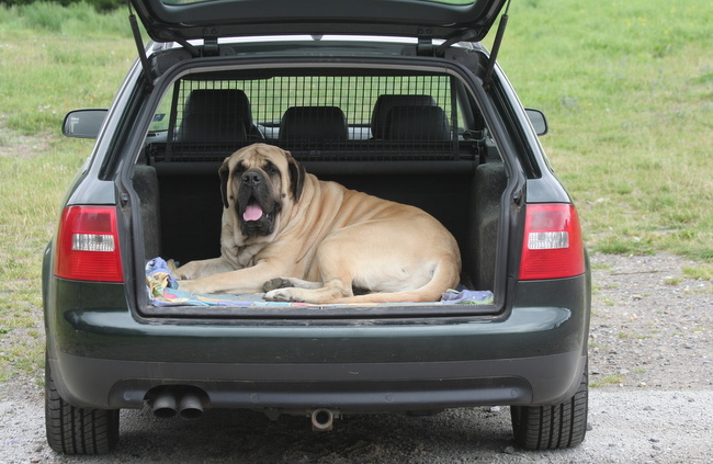 pies podrózujacy w bagażniku samochodu