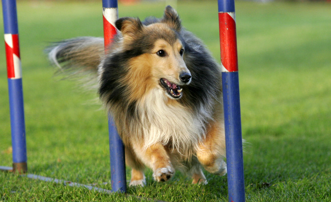Sheltie Agility
