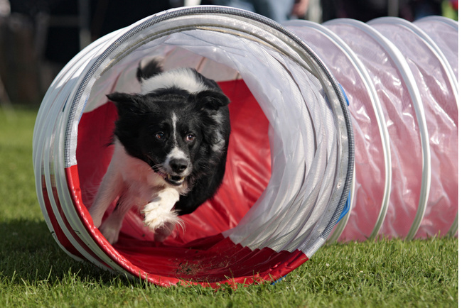 Border Collie agility