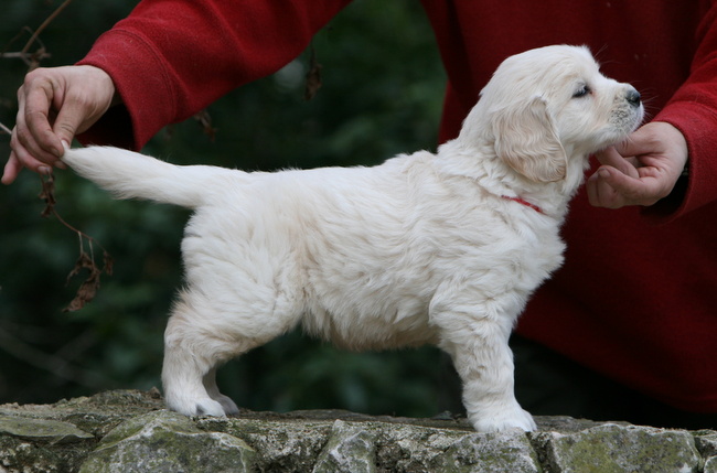 wystawa psów rasowych