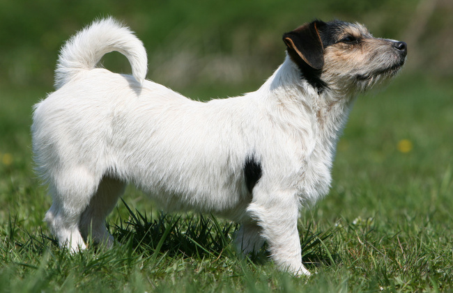 wystawa psów rasowych